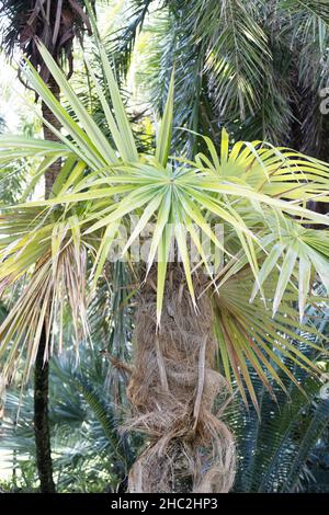 Coccothrinax crinita - alte Männerpalme. Stockfoto