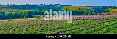 Panorama der hellen Geen und lila blühenden Lavendel Feld mit Reihen von jungen kleinen Pflanzen und sanften Hügeln im Hintergrund Stockfoto