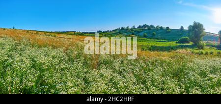 Panoramablick auf das malerische Kamillenfeld vor dem hellgrünen hügeligen Hintergrund Stockfoto