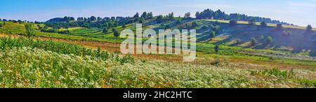 Panorama der schönen Wiese auf dem sanften Hügel mit hohen grünen Gräsern und blühenden kleinen Feld Kamillenblumen, im Wind schwankend Stockfoto