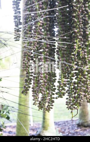 Frucht der Arenga pinnata - Zuckerpalme. Stockfoto