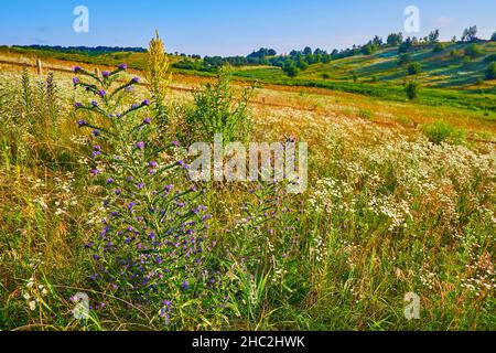 Die bunt blühenden Wildblumen, die auf der Wiese vom Wind wiegen, umgeben von grünen Hügeln Stockfoto