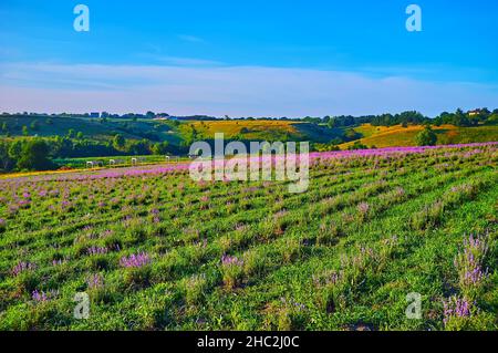Die Reihen kleiner junger Lavendelpflanzen mit ein paar blühenden Blumen auf dem Feld Stockfoto