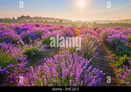 Der Sonnenaufgang ist die perfekte Zeit, um das Lavendelfeld zu genießen, das bei gedimmtem Licht wunderschön aussieht Stockfoto