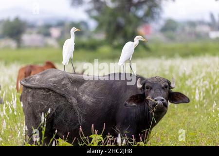 Ein Paar Kuhreiher, die auf dem Feld über dem indischen Hauswasserbüffel (Bubalus bubalis) sitzen. Stockfoto