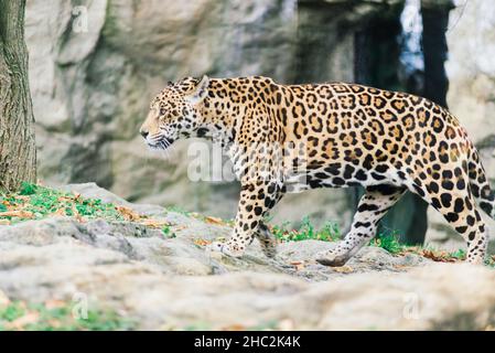 Leopard pantera padus kotiya Tier in einem Felsen Stockfoto