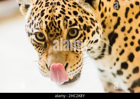 Leopard pantera padus kotiya Tier in einem Felsen Stockfoto