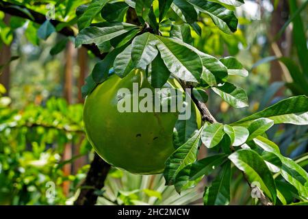 Calabash-Baumfrucht (Crescentia cujete) Stockfoto