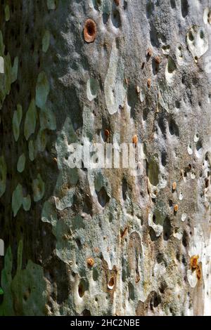 Eukalyptus-Rumpfstruktur, Minas Gerais, Brasilien Stockfoto