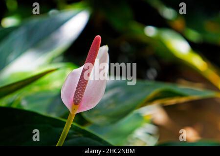 Rosa Anthuriumblume auf tropischem Garten Stockfoto