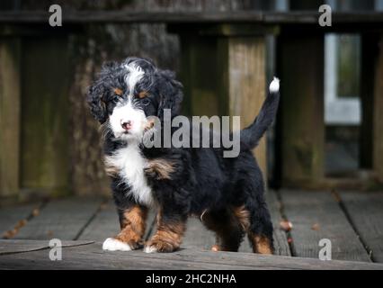 Tri Coloured Mini Bernedoodle Puppy steht auf einem Deck und schaut auf die Kamera Stockfoto