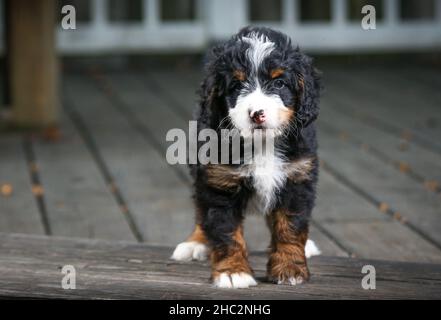 Tri Coloured Mini Bernedoodle Puppy steht auf einem Deck und schaut auf die Kamera Stockfoto