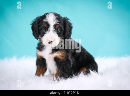 Mini Bernedoodle Welpe sitzt in flauschigen Shag Teppich Blick auf die Kamera mit blauem Hintergrund Stockfoto