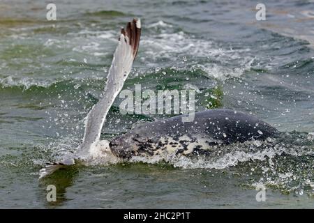 Bösartige Kegelrobbe (Halichoerus grypus) greift die europäische Heringsmöwe (Larus argentatus) an, weil sie ihre Fischreit beim Schwimmen im Meer gestohlen hat Stockfoto