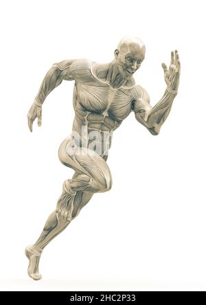 Muscleman Anatomie heroischen Körper läuft in weißem Hintergrund, 3d-Illustration Stockfoto