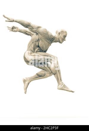 Muscleman Anatomie heroischen Körper springen in weißem Hintergrund, 3d-Illustration Stockfoto