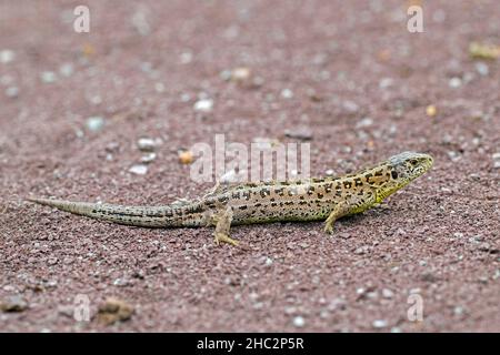 Sandeidechse (Lacerta agilis) Weibchen, die im Sommer in Heide auf dem Boden Futter finden Stockfoto