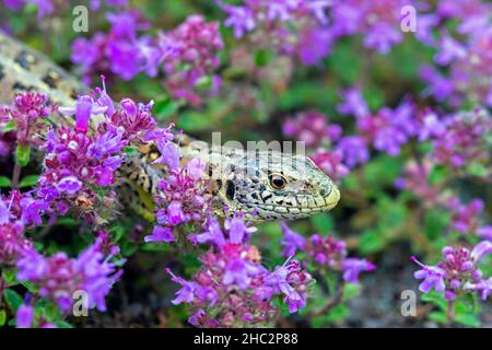 Sandeidechse (Lacerta agilis) Weibchen, die im Sommer im Heideland unter breitblättrigen Thymian / Zitronenthymian (Thymus pulegioides) in Blüte stehen Stockfoto