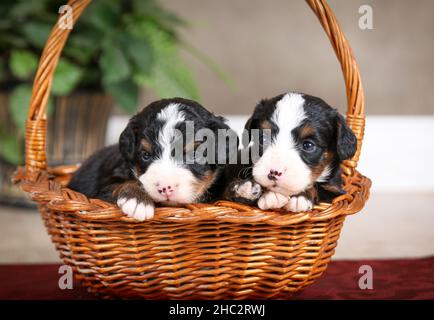 Zwei dreifarbige Mini Bernedoodle Welpen in einem Korb mit grüner Pflanze im Hintergrund Stockfoto