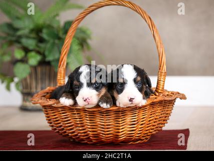 Zwei dreifarbige Mini Bernedoodle Welpen in einem Korb mit grüner Pflanze im Hintergrund Stockfoto