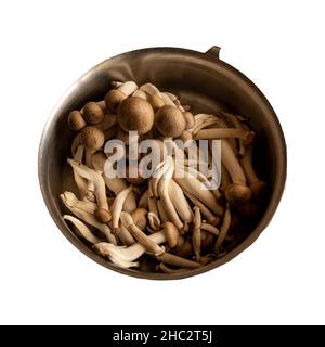 Shimeji-Pilze, Brown Varieties Pilze ist essbare Pilz isoliert auf weißem Hintergrund Nahaufnahme Stockfoto