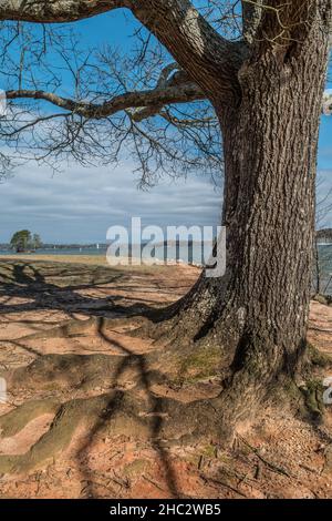 Großer alter Baum mit freiliegenden Wurzeln im Vordergrund am Seeufer, der Schatten auf den Boden wirft mit einer Insel und dem See im Hintergrund Stockfoto