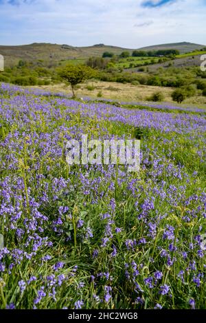 Großbritannien, England, Devonshire. Bluebell Teppich im Holwell Lawn, Dartmoor National Park im West Country. Die Felder liegen zwischen Hound Tor & Haytor Rocks. Stockfoto