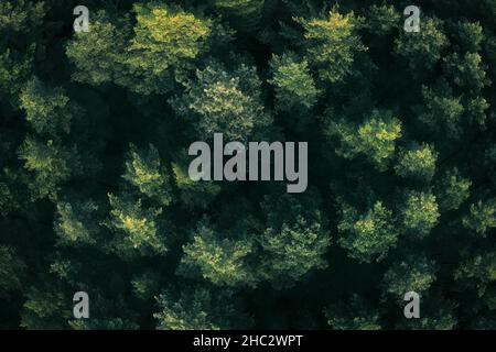 Kronen von Laubbäumen im Glanz der warmen Morgensonne gelb mit tiefen Schatten: Luftaufnahme von oben. Konzept der Waldrestaurierung und des Wildtierschutzes. Immergrüne, dichte Laubwälder. Stockfoto