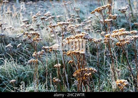 Tote Zierblumen- und Samenköpfe, die übrig bleiben, um strukturelles Interesse im Garten zu schaffen, der an einem hellen Wintertag mit Frost bedeckt ist. Stockfoto