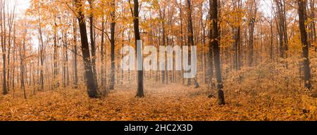 Nebel im herbstlichen gelben Wald. Panorama von Nebel zwischen Bäumen Stockfoto