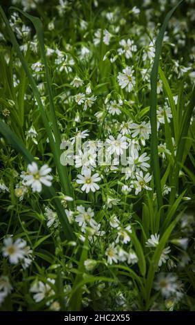 Das Kanarische Gras Stellaria holostea L. blüht auf einem Rasen in einem Maiwald Stockfoto