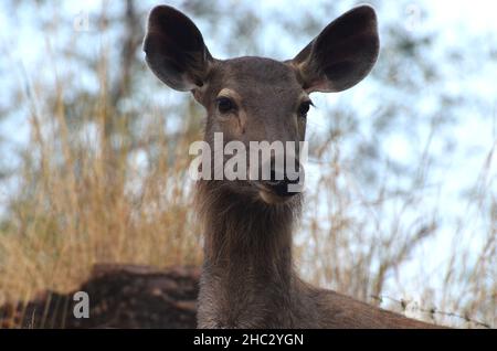 Nahaufnahme eines indischen Sambars im Ranthambhore NP Stockfoto