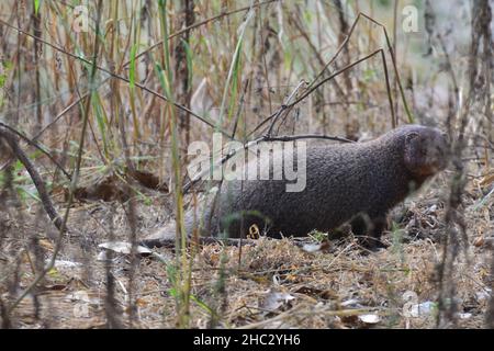 Indische graue Mungo im Ranthambhore NP Stockfoto