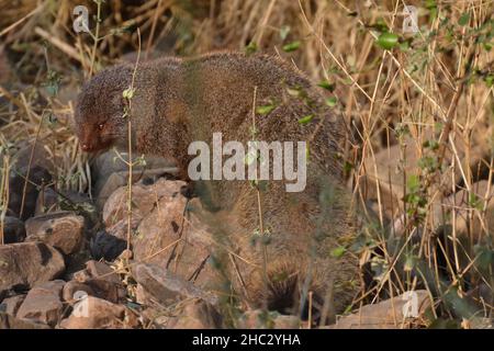 Indische graue Mungo im Ranthambhore NP Stockfoto