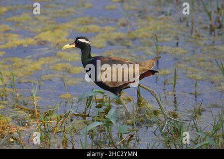 Bronze geflügelte Jacana im Keoladeo Ghana National Park Stockfoto