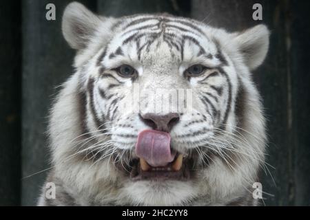 Liberec, Tschechische Republik. 23rd Dez 2021. Eine weiße indische Tigerin namens Surya Bara im Zoo Liberec in der Tschechischen Republik. Im Gegensatz zu anderen Tigern haben sie rosa Nasen und wunderschöne blaue Augen. Weiße Tiger, diese rezessive Farbvariante kommt nur in der bengalischen Unterart vor und hat regelmäßige Streifen und blaue Augen. (Bild: © Slavek Ruta/ZUMA Press Wire) Stockfoto