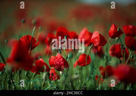 Ein lebhaftes Sommermohnfeld in voller Blüte, mit leuchtend roten Blumen unter einem sonnigen Himmel, das die Schönheit und Gelassenheit der Natur einfängt. Stockfoto