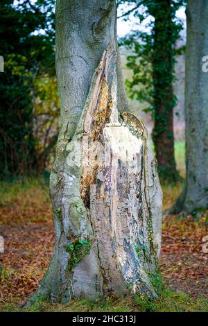 Baumstamm mit freiliegendem Holz aus dem Verlust eines verschnallten Astes Stockfoto