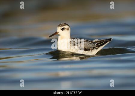 Dieser Jungtier befand sich im September typischerweise auf einem See. Sie können eine sehr anvertrauen Spezies sein und sehen den Menschen nicht als Bedrohung! Stockfoto