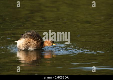 Wenn das Wasser nicht gefriert, bleibt das ganze Jahr über wenig Greifer auf den Gebieten, wie es diese Vögel auf einem See in der Nähe von Warrington tun Stockfoto