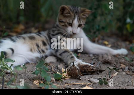 Grau gestromte Katze jagte Sperling. Stockfoto