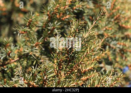 Ein Zweig der Eibe mit roten Beeren in einer kleinen Vase am Fenster  Stockfotografie - Alamy