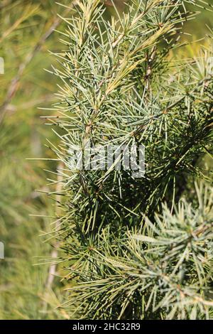 Zweige des Cedrus deodara. Deodar-Zeder oder Himalaya-Zeder Stockfoto