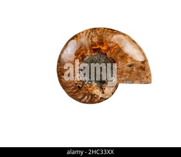 Altes Fossil eines Ammoniten außerhalb des Muschelteils isoliert auf weißem Hintergrund Stockfoto