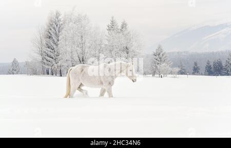 Weißes Pferd auf Schneefeld, Seitenansicht, verwischte Bäume im Hintergrund Stockfoto