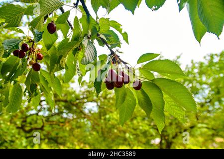 Saure Kirschfrüchte hängen am Ast. Sauerkirschen mit Blatt. Saurer Kirschbaum. Stockfoto