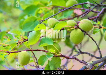 Unreife Aprikosen auf Ast. Aprikosenbaum, Nahaufnahme Stockfoto