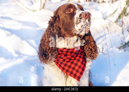 PET Dog Breed Englisch springer Spaniel trägt Bandana im Winterwald sitzen Stockfoto