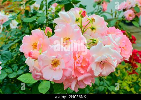 Rosa Rosen. Ein Strauß rosa Rosen. Nahaufnahme Stockfoto