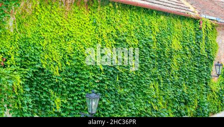 Ivy auf einem alten Gebäude. Romantische Stadtkulisse mit klassischer Beleuchtung. Ivy Hintergrund Stockfoto